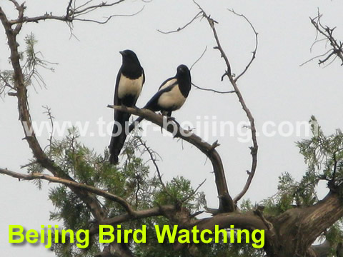 Birding Beijing