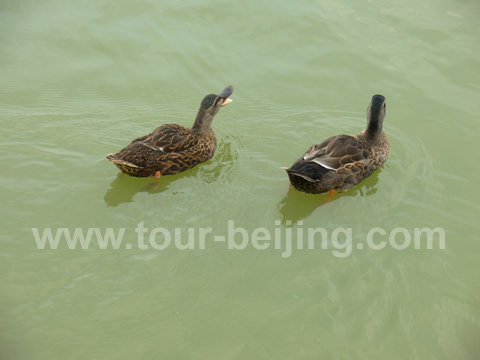 Beijing Bird Watching