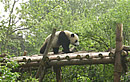 Chengdu Tours