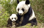 Beijing Hutong, Lama Temple, and Panda Tour