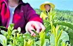 Hangzhou Longjing Tea Plantation