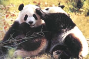 the Giant Pandas