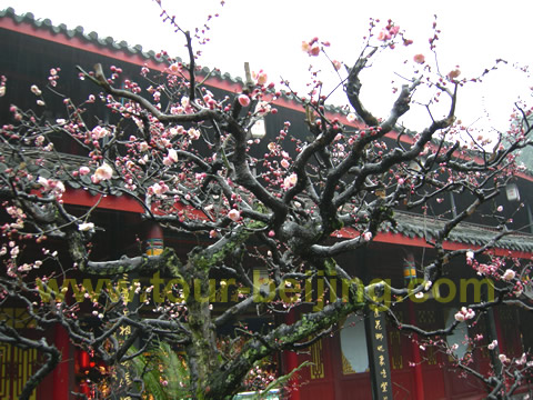 Peach Tree at Wannian Temple on the Mt.Emei
