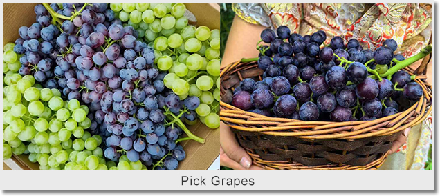 Pick Grapes