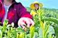 Longjing Tea Plantation